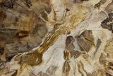 Polished Petrified Wood (Araucaria) Round - Madagascar #361326-1